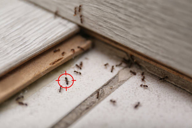 Best Emergency Pest Control  in Circle D Kc Estates, TX